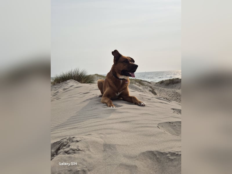 Schäferboxer-Mischling !!! Deckrüde !!! 4 Jahre alt !!!
