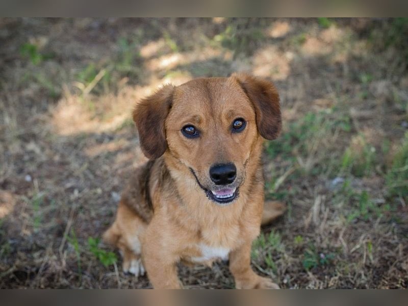 DEXTER – Sanfter Junghund mit tollem Wesen sucht sein Zuhause