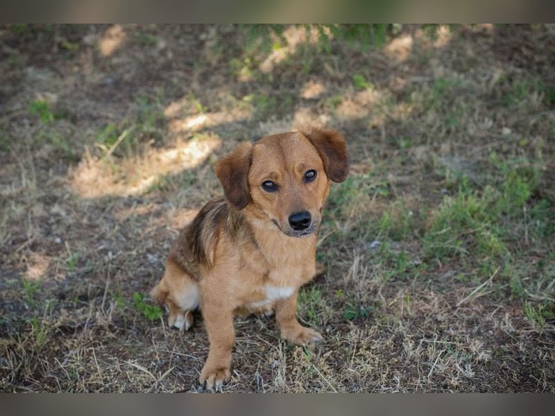 DEXTER – Sanfter Junghund mit tollem Wesen sucht sein Zuhause