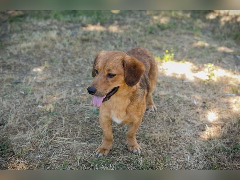 DEXTER – Sanfter Junghund mit tollem Wesen sucht sein Zuhause