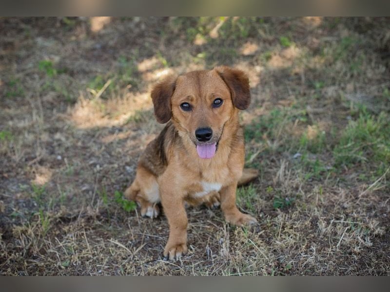 DEXTER – Sanfter Junghund mit tollem Wesen sucht sein Zuhause