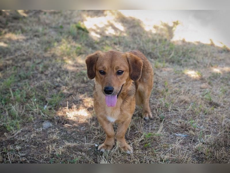 DEXTER – Sanfter Junghund mit tollem Wesen sucht sein Zuhause