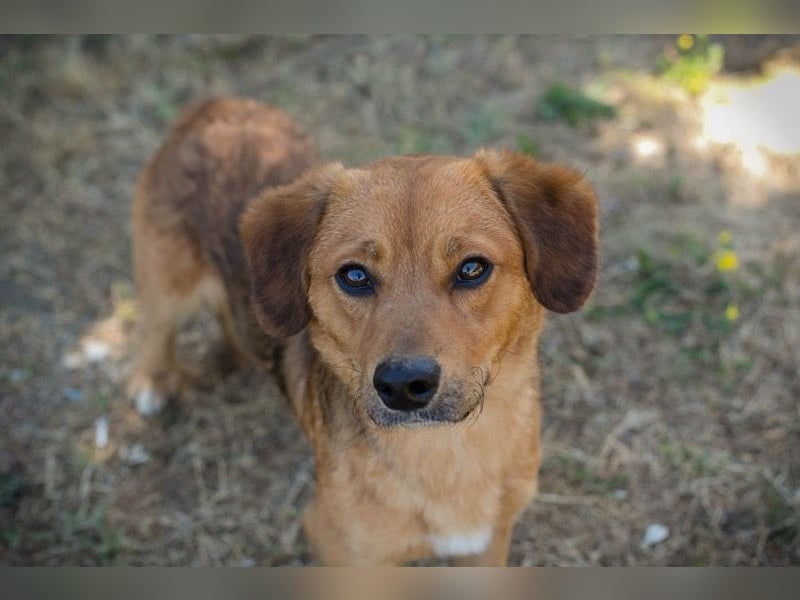 DEXTER – Sanfter Junghund mit tollem Wesen sucht sein Zuhause