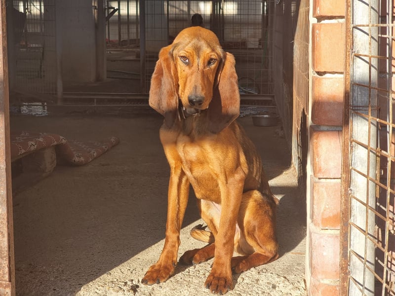Tommy – Kleiner Kämpfer mit großem Herzen sucht Geborgenheit!