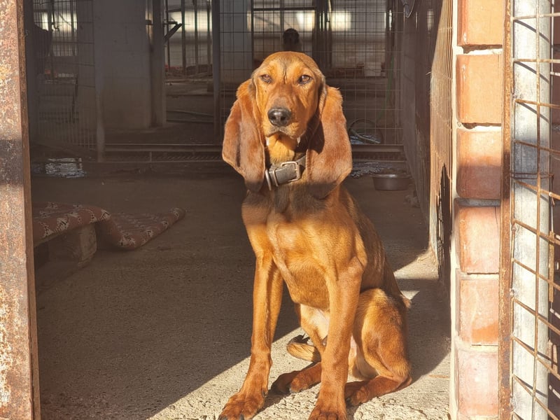 Tommy – Kleiner Kämpfer mit großem Herzen sucht Geborgenheit!