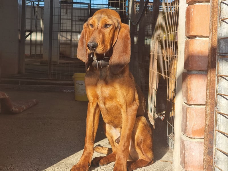 Tommy – Kleiner Kämpfer mit großem Herzen sucht Geborgenheit!