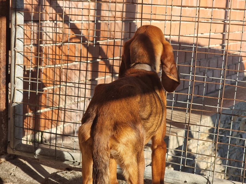 Tommy – Kleiner Kämpfer mit großem Herzen sucht Geborgenheit!