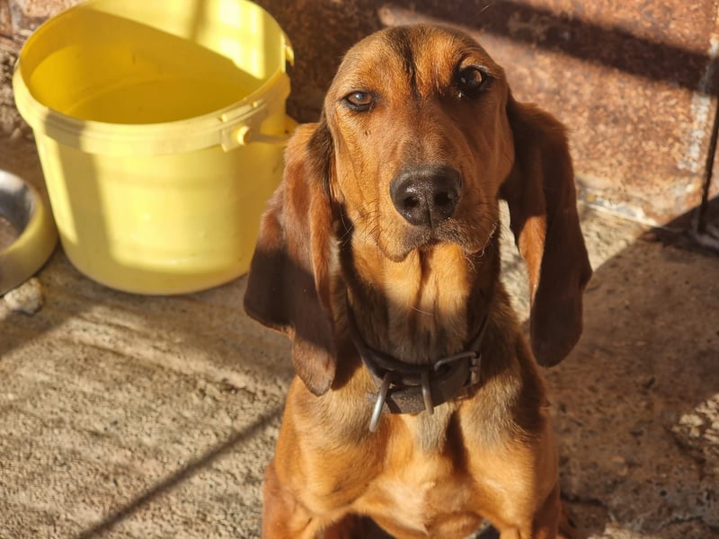 Tommy – Kleiner Kämpfer mit großem Herzen sucht Geborgenheit!