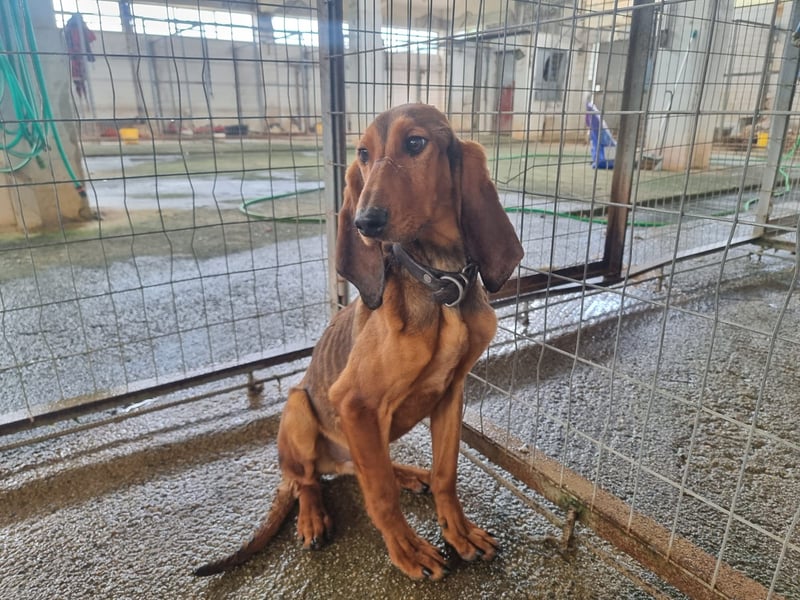 Tommy – Kleiner Kämpfer mit großem Herzen sucht Geborgenheit!