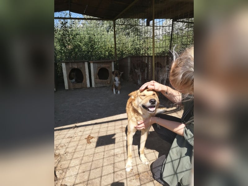 FOX sucht sein Zuhause