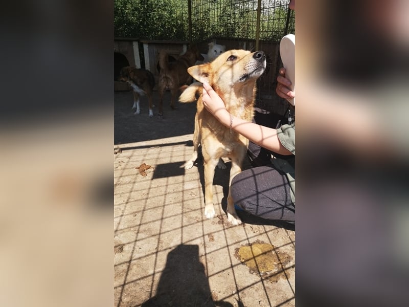 FOX sucht sein Zuhause