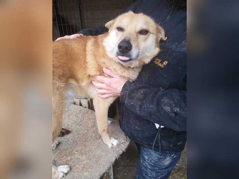 FOX sucht sein Zuhause