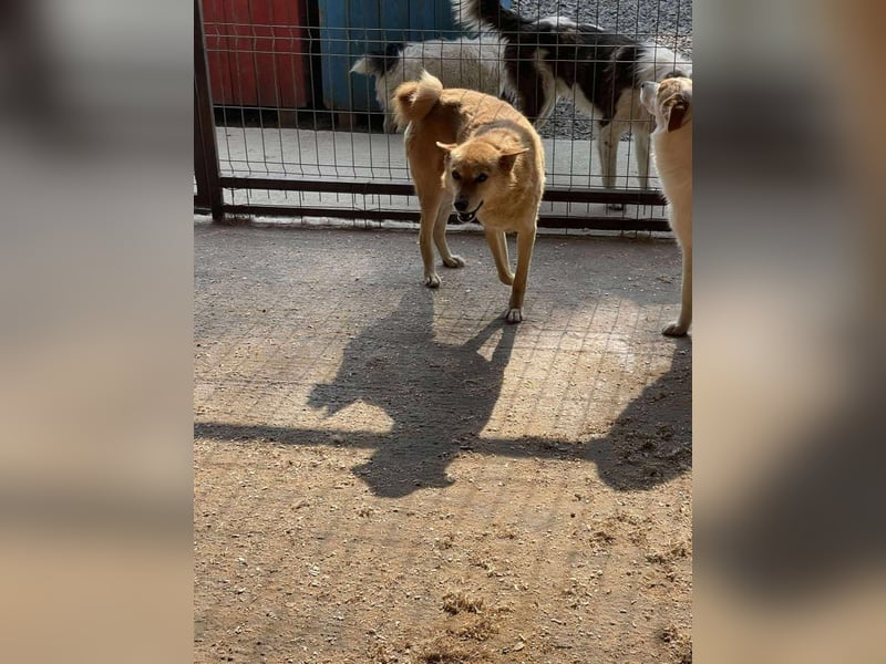 FOX sucht sein Zuhause