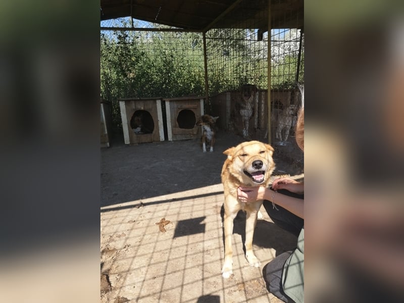 FOX sucht sein Zuhause
