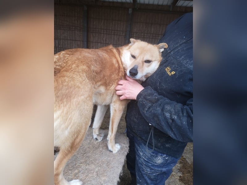 FOX sucht sein Zuhause