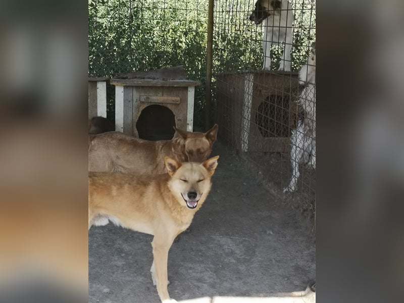 FOX sucht sein Zuhause