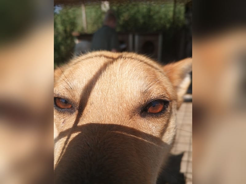 FOX sucht sein Zuhause