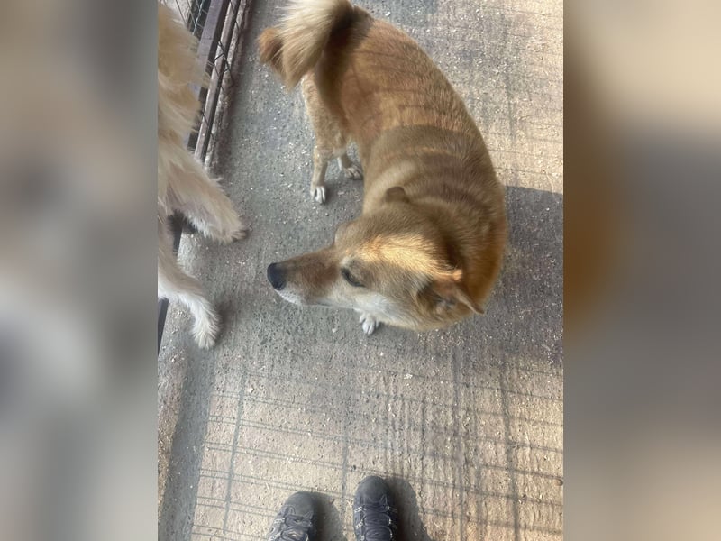FOX sucht sein Zuhause