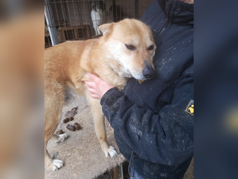 FOX sucht sein Zuhause