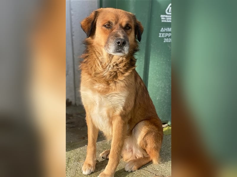 Gandhi, geb. ca. 12/2018, lebt in GRIECHENLAND, im städt. Tierheim Serres