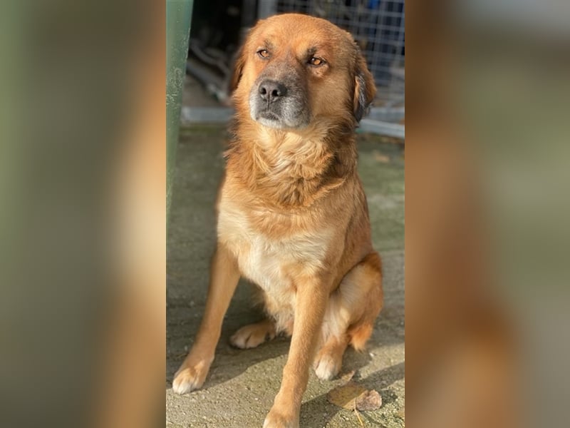 Gandhi, geb. ca. 12/2018, lebt in GRIECHENLAND, im städt. Tierheim Serres