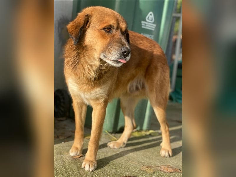 Gandhi, geb. ca. 12/2018, lebt in GRIECHENLAND, im städt. Tierheim Serres