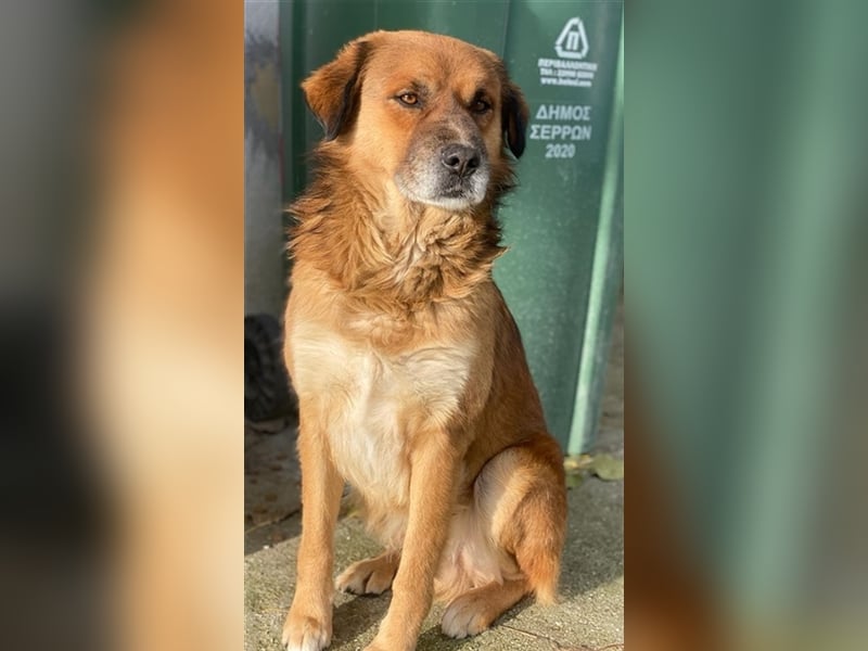 Gandhi, geb. ca. 12/2018, lebt in GRIECHENLAND, im städt. Tierheim Serres