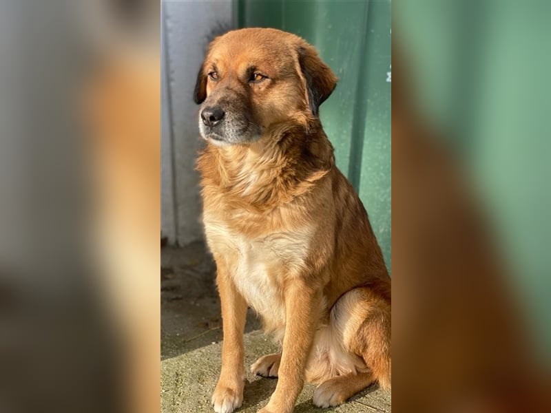 Gandhi, geb. ca. 12/2018, lebt in GRIECHENLAND, im städt. Tierheim Serres