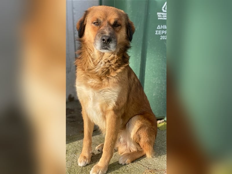 Gandhi, geb. ca. 12/2018, lebt in GRIECHENLAND, im städt. Tierheim Serres