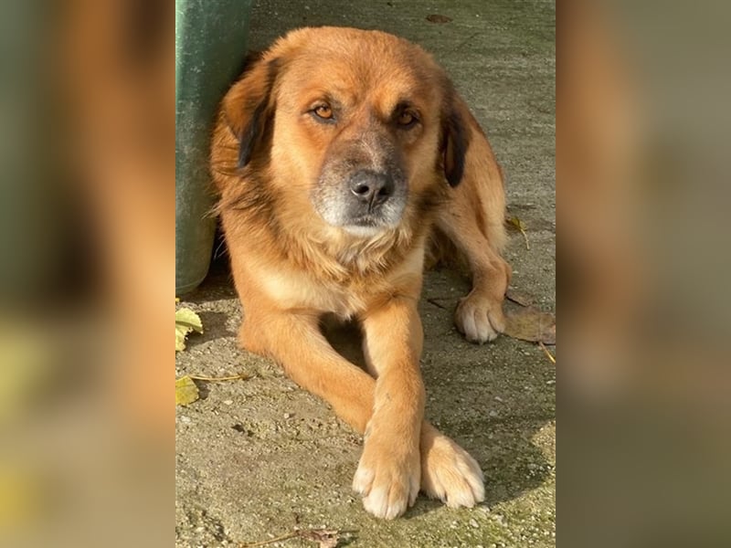 Gandhi, geb. ca. 12/2018, lebt in GRIECHENLAND, im städt. Tierheim Serres