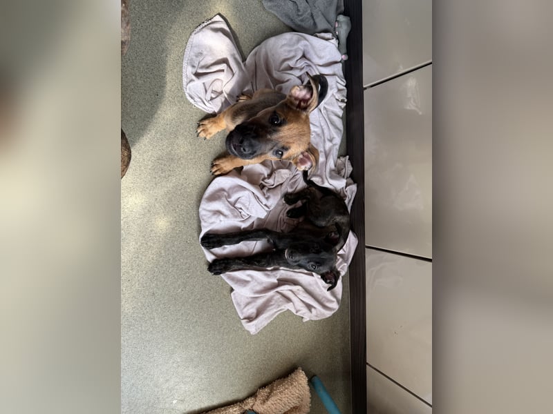 4 süße Welpen suchen ab Juni ein zu Hause