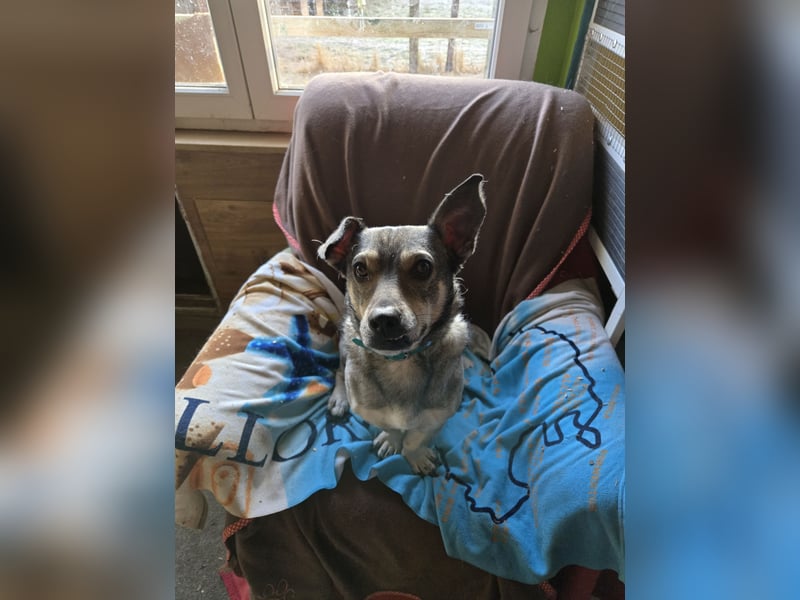 Skotty sucht ein neues Zuhause