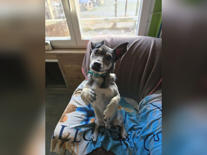 Skotty sucht ein neues Zuhause