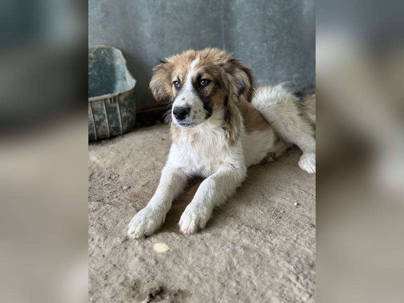 Barkley, geb. ca. 10/2024, lebt in GRIECHENLAND, auf einer privaten Pflegestelle