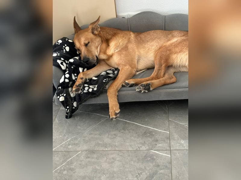 sanfter Rico in 88326 Zollenreute (Aulendorf) sucht sein Zuhause