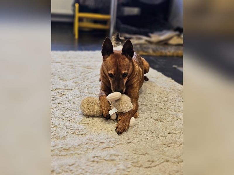 süßer Ettore auf Pflegestelle in 88273 Fronreute sucht sein Zuhause