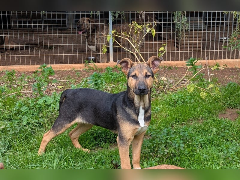 lieber Bruce sucht sein kuscheliges Zuhause