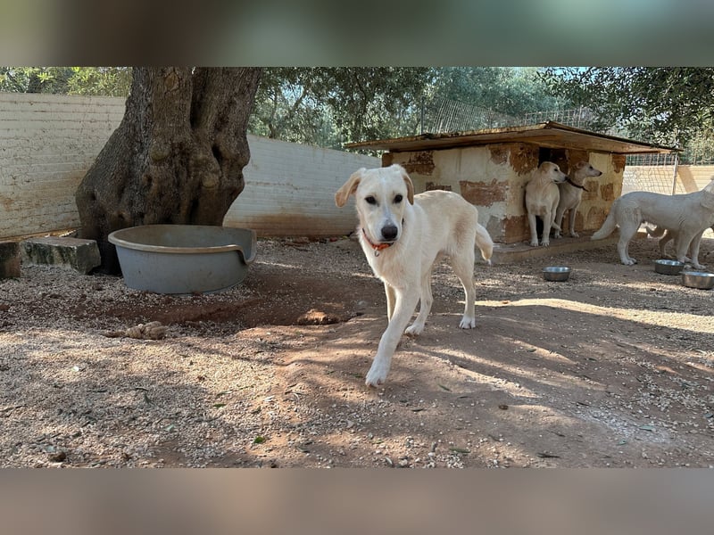 Lobo wünscht sich sein Zuhause für immer