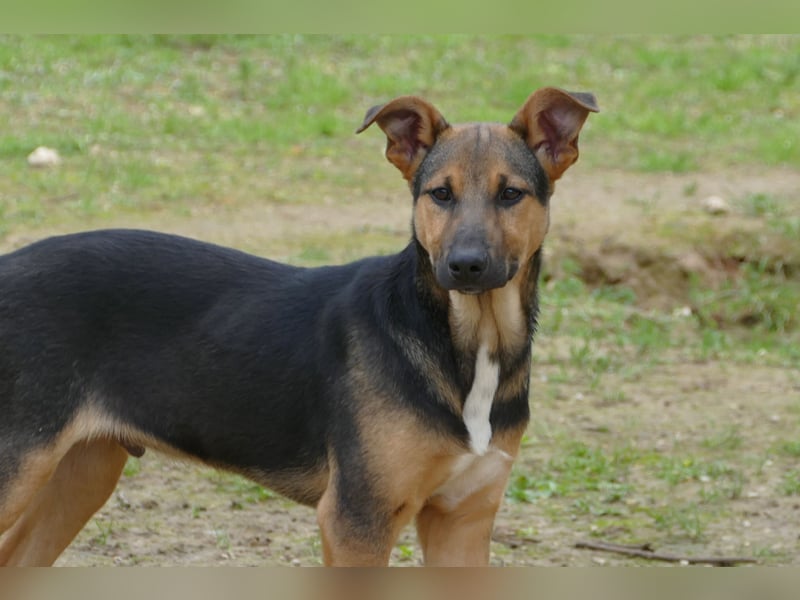 lieber Bruce sucht sein kuscheliges Zuhause