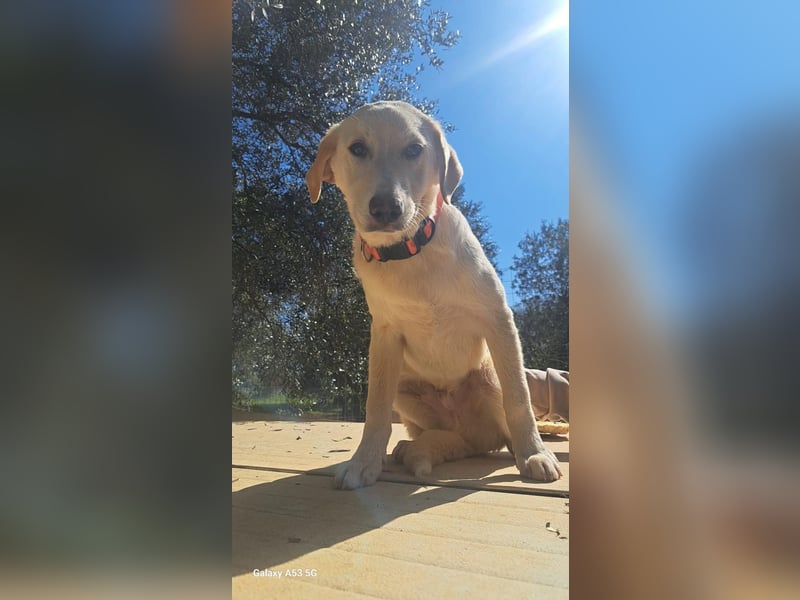 Lobo wünscht sich sein Zuhause für immer