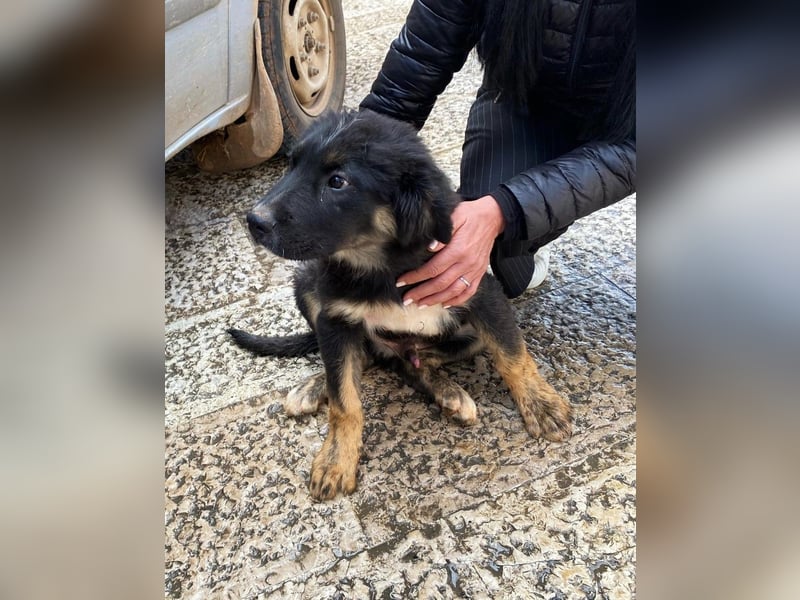 süßer Macho sucht sein kuscheliges Zuhause