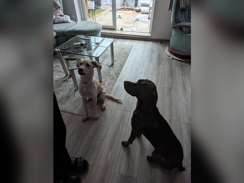 Nacho in 09618 Brand- Erbisdorf sucht sein Zuhause