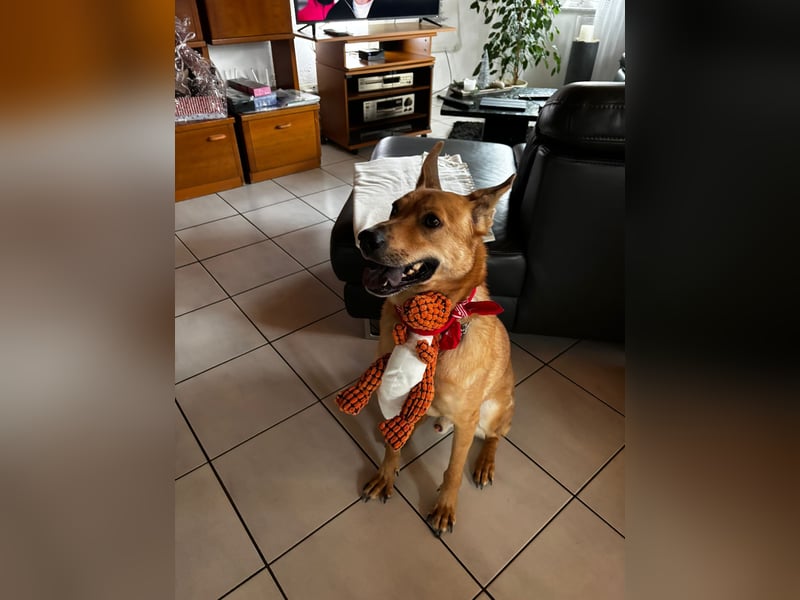 sanfter Rico in 88326 Zollenreute (Aulendorf) sucht sein Zuhause