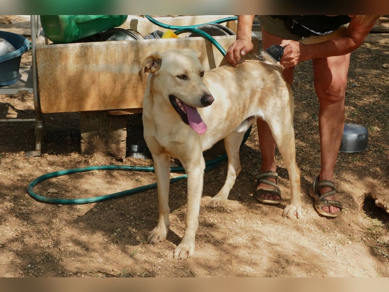 lieber Balu ist auf der Suche nach seinem Zuhause