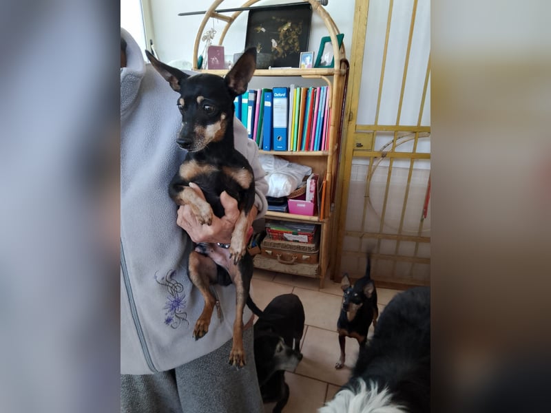 süßer Milo sucht sein Glück für immer