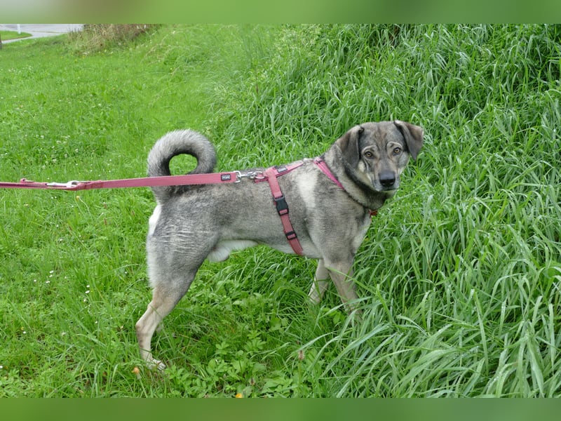 lieber Oscar auf Pflegestelle in 88267 Vogt sucht sein Zuhause