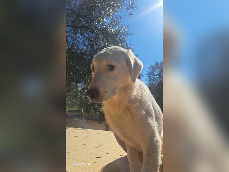 Loki wünscht sich sein Zuhause für immer