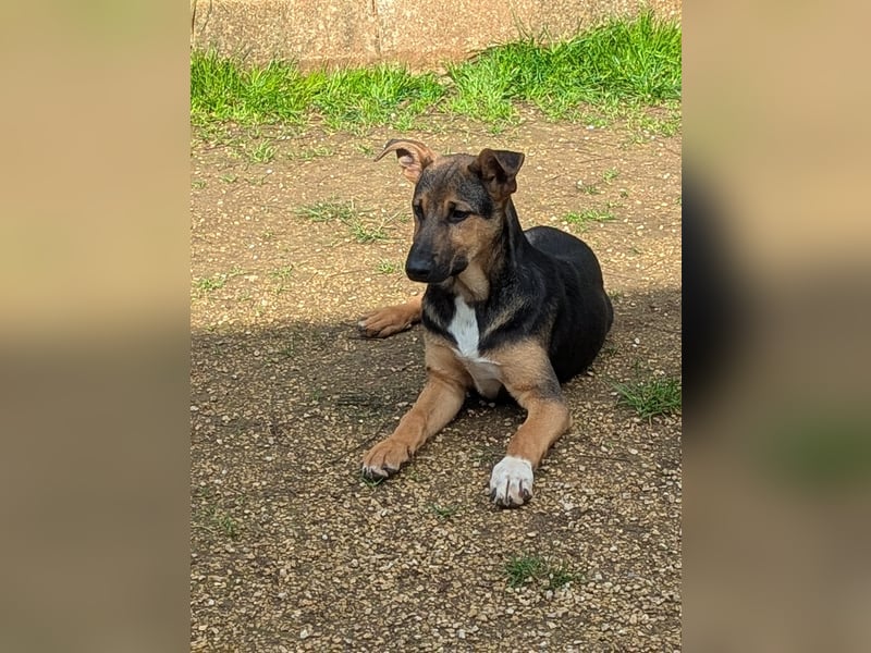 lieber Bruce sucht sein kuscheliges Zuhause