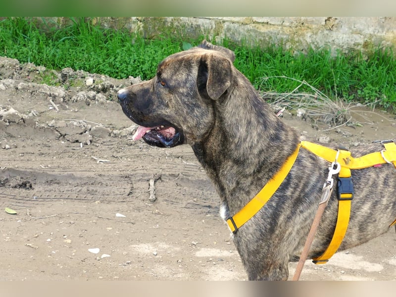 liebenswürdiger Bark sucht sein Zuhause