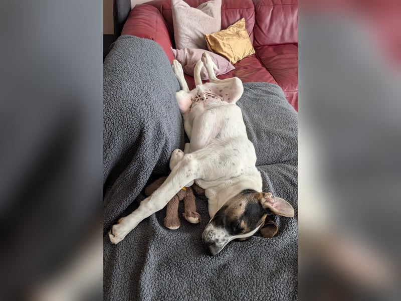 lieber Knutt auf Pflegestelle in 88276 Berg sucht sein Zuhause